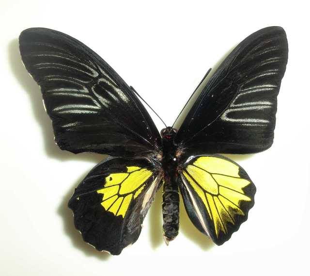 Troides rhadamantus Gynandromorph Philippines (Internet Image property of respective owner, non-commercial use only)